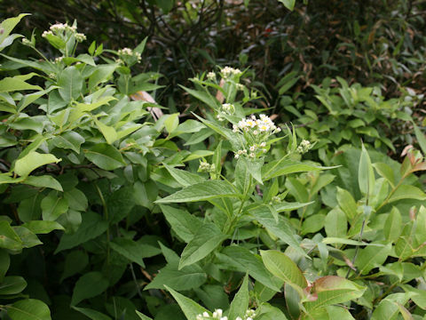 Aster glehnii var. hondoensis