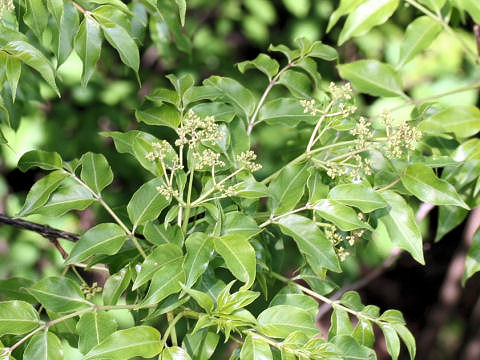 Euscaphis japonica