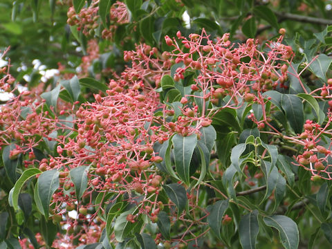 Euscaphis japonica