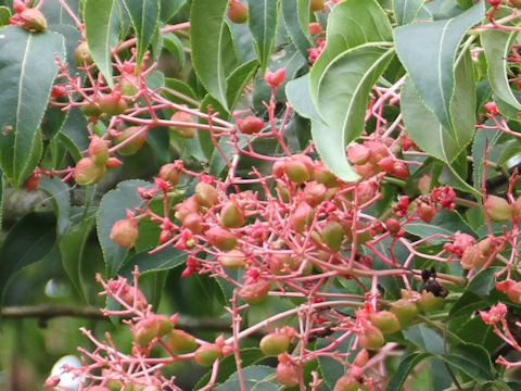 Euscaphis japonica