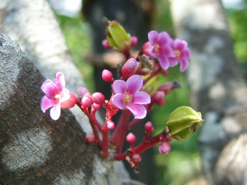 Averrhoa carambola