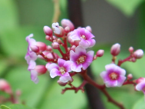 Averrhoa carambola