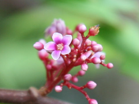 Averrhoa carambola