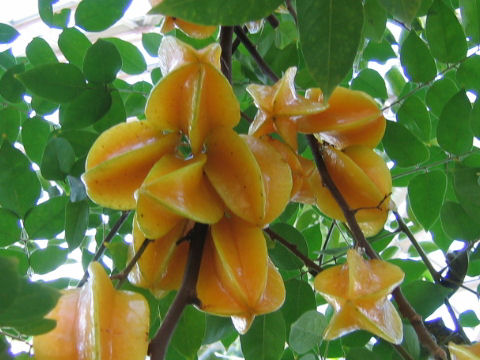 Averrhoa carambola