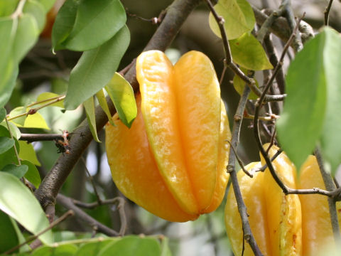 Averrhoa carambola