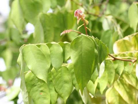 Averrhoa carambola