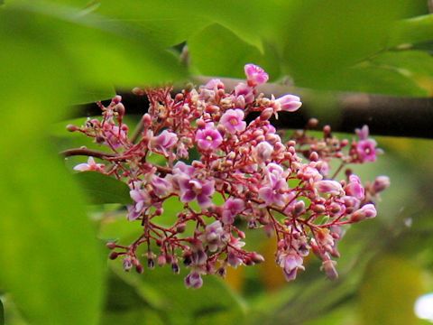 Averrhoa carambola