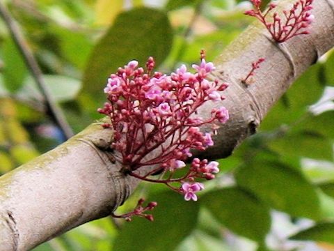 Averrhoa carambola