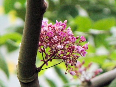 Averrhoa carambola