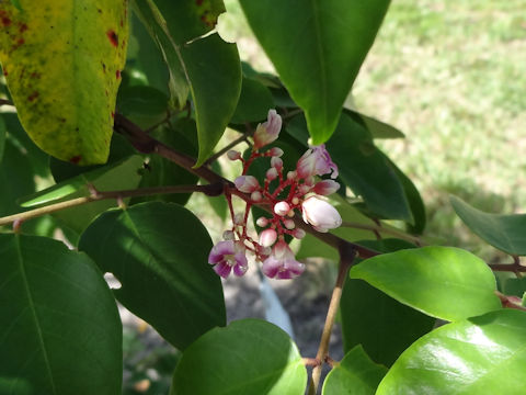 Averrhoa carambola