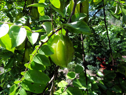 Averrhoa carambola