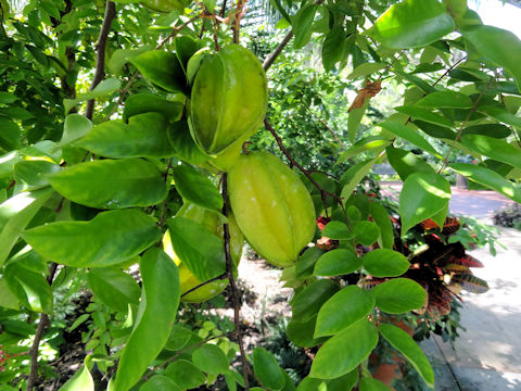 Averrhoa carambola