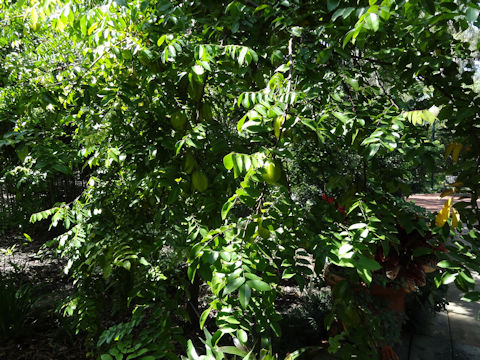 Averrhoa carambola