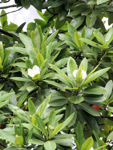 Gordonia lasianthus