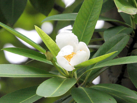 Gordonia lasianthus