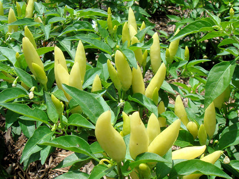 Capsicum annuum cv.