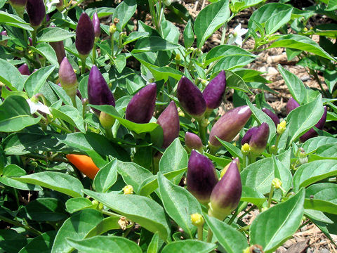 Capsicum annuum cv.