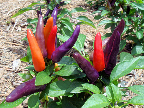 Capsicum annuum cv.