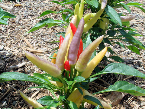 Capsicum annuum cv.