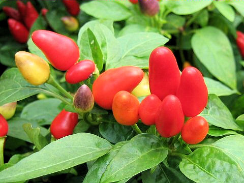 Capsicum annuum cv.