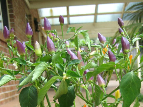 Capsicum annuum cv.