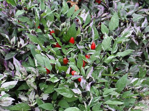 Capsicum annuum cv.