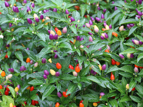 Capsicum annuum cv.