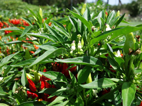 Capsicum annuum cv. Candlelight