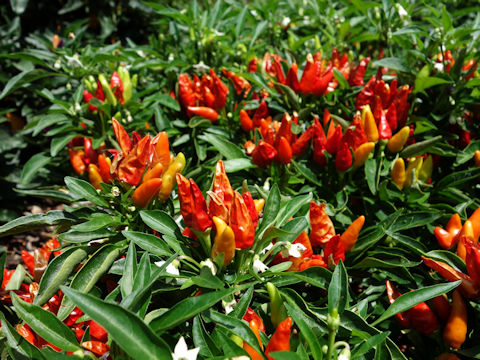 Capsicum annuum cv. Candlelight