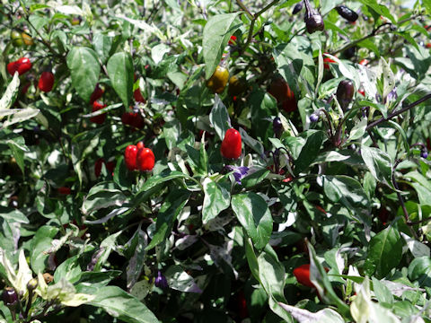 Capsicum annuum cv. Jigsaw