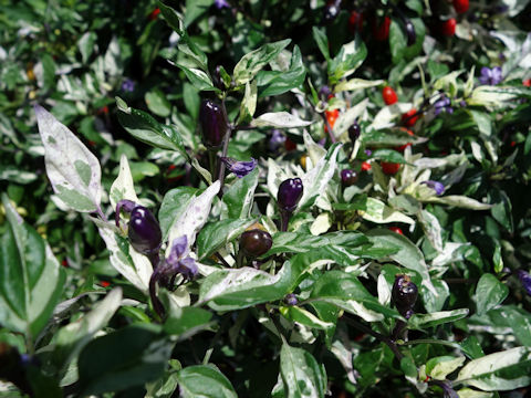 Capsicum annuum cv. Jigsaw