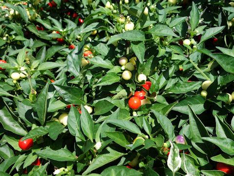 Capsicum annuum cv. Holiday Cheer