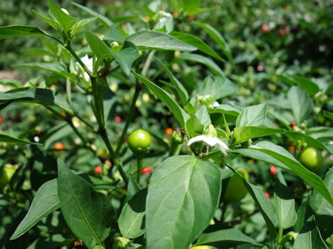 Capsicum annuum cv. Holiday Cheer