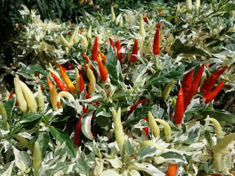 Capsicum annuum cv. White to Red