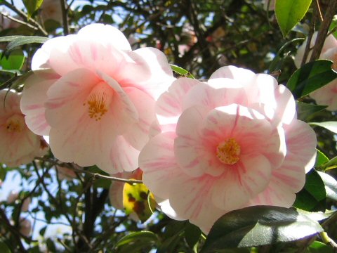 Camellia japonica cv. Goshiki-tsubaki