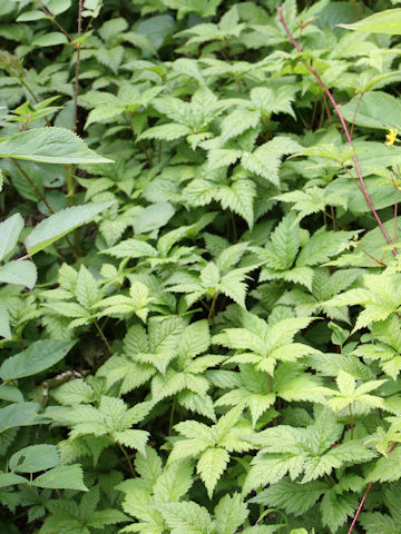 Rubus ikenoensis