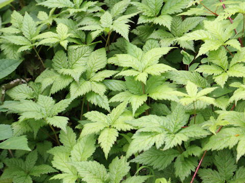 Rubus ikenoensis