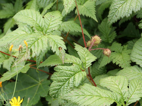 Rubus ikenoensis