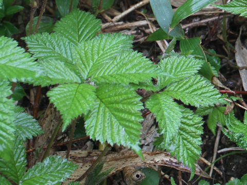 Rubus ikenoensis