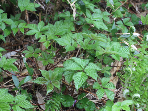 Rubus ikenoensis