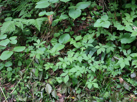 Rubus ikenoensis