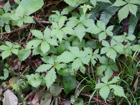Rubus ikenoensis