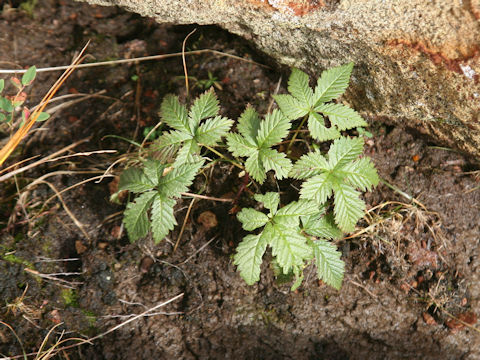 Rubus ikenoensis