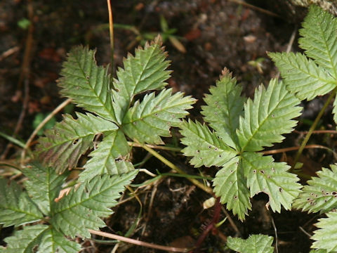 Rubus ikenoensis