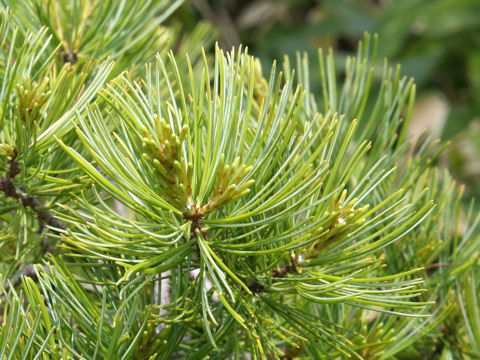 Pinus parviflora