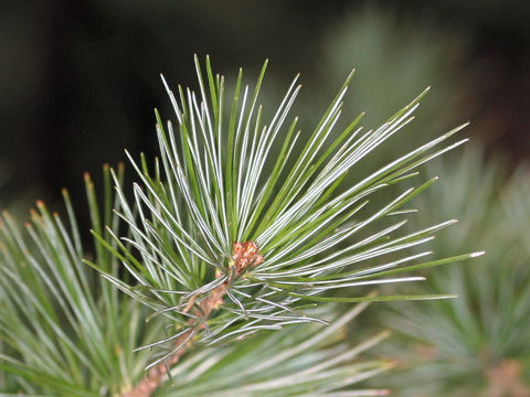 Pinus parviflora