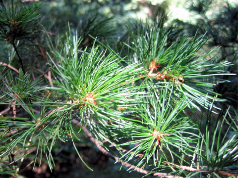 Pinus parviflora