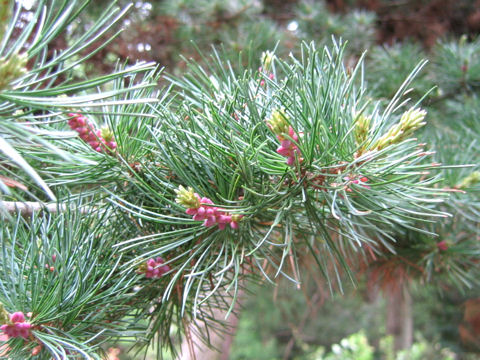 Pinus parviflora