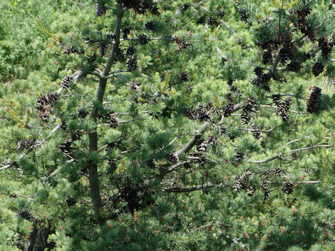 Pinus parviflora