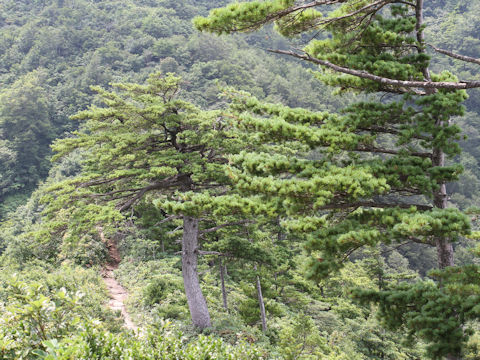 Pinus parviflora